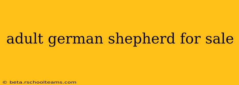 adult german shepherd for sale