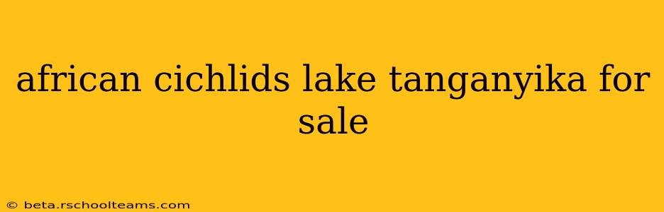 african cichlids lake tanganyika for sale