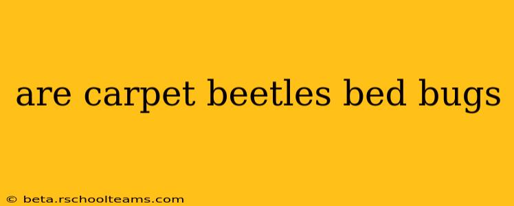 are carpet beetles bed bugs
