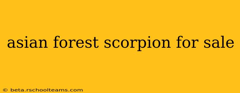 asian forest scorpion for sale