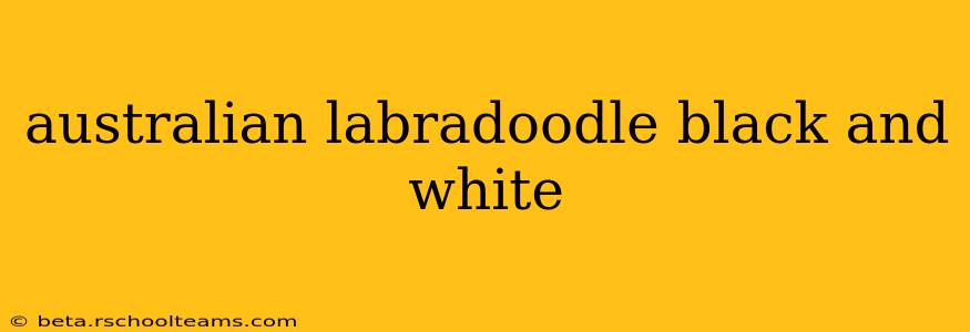 australian labradoodle black and white
