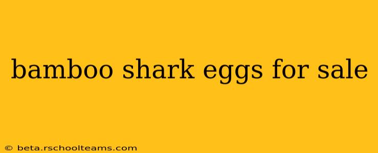 bamboo shark eggs for sale