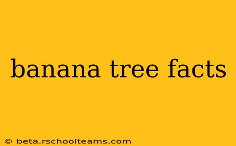 banana tree facts