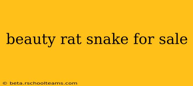 beauty rat snake for sale
