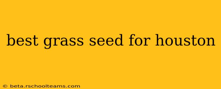 best grass seed for houston