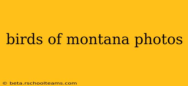 birds of montana photos