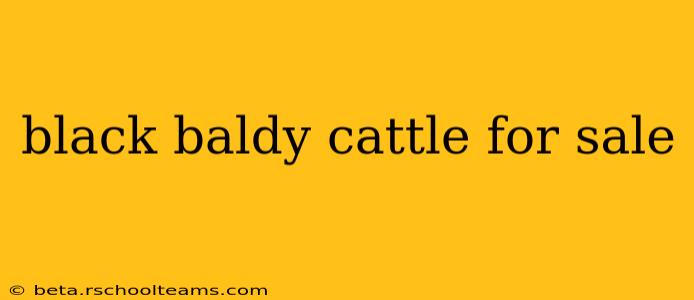 black baldy cattle for sale