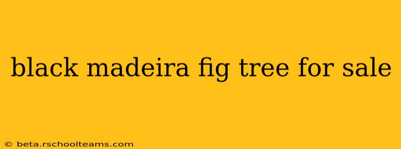 black madeira fig tree for sale