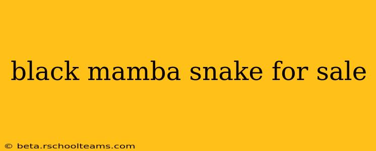 black mamba snake for sale
