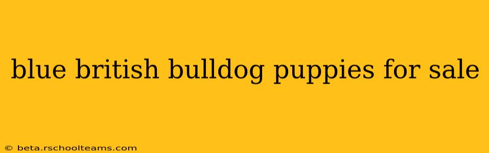 blue british bulldog puppies for sale