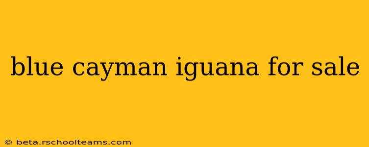 blue cayman iguana for sale