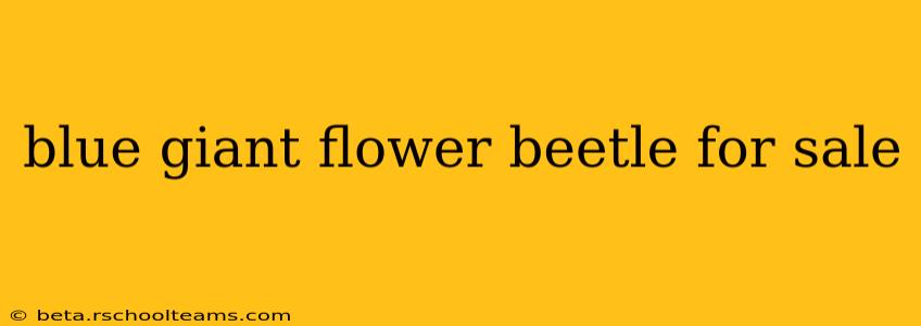 blue giant flower beetle for sale