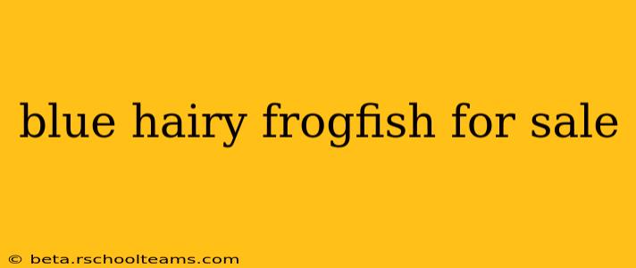 blue hairy frogfish for sale
