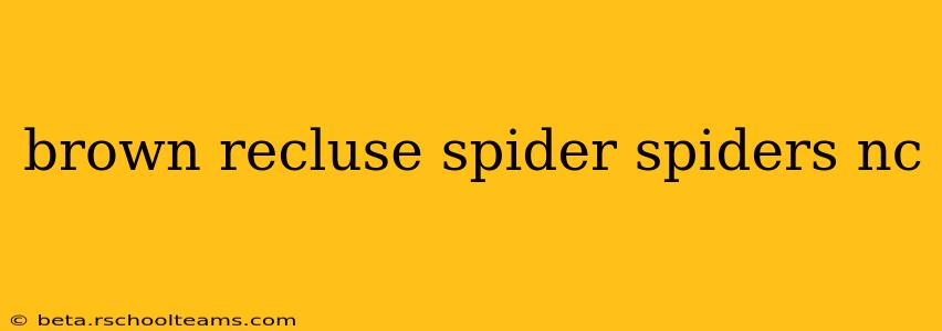 brown recluse spider spiders nc