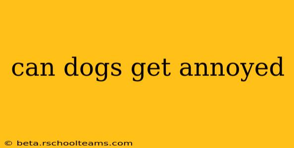 can dogs get annoyed
