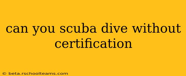 can you scuba dive without certification