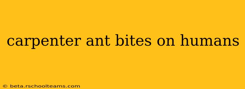 carpenter ant bites on humans