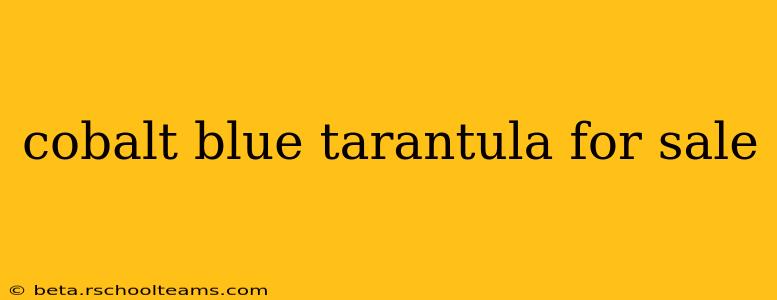 cobalt blue tarantula for sale