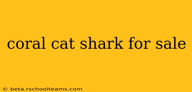 coral cat shark for sale