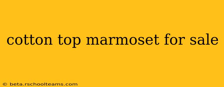 cotton top marmoset for sale