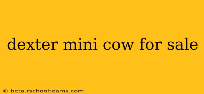 dexter mini cow for sale