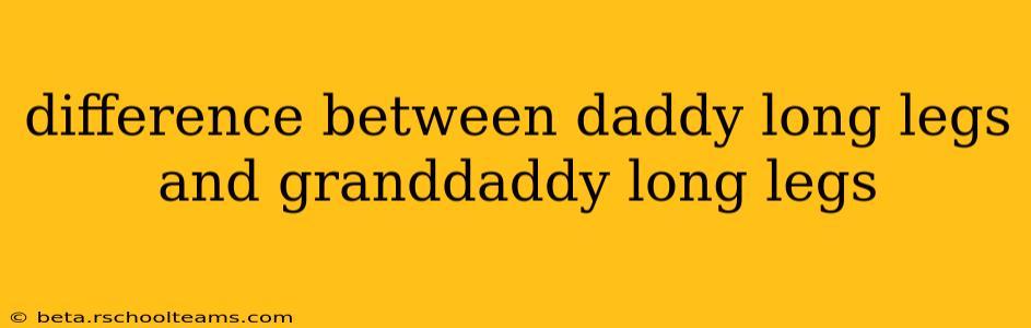 difference between daddy long legs and granddaddy long legs