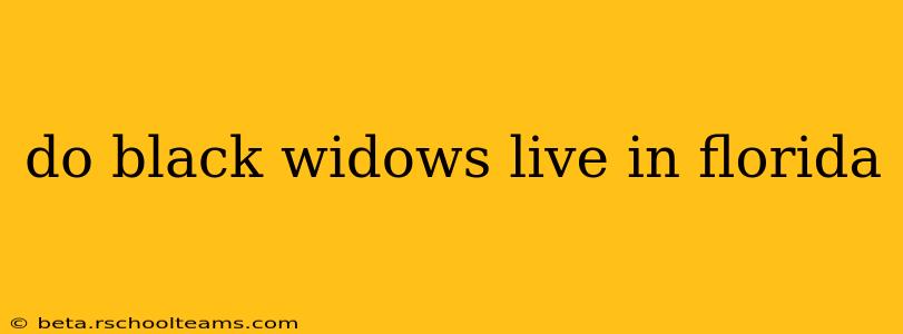 do black widows live in florida