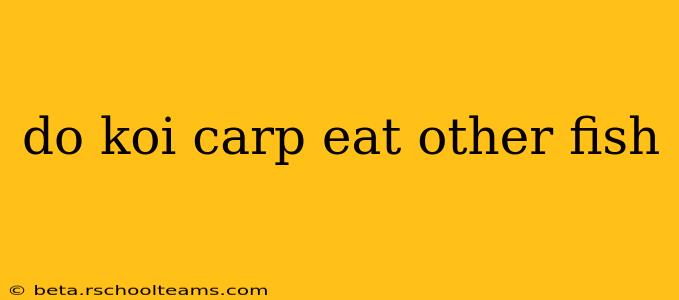 do koi carp eat other fish