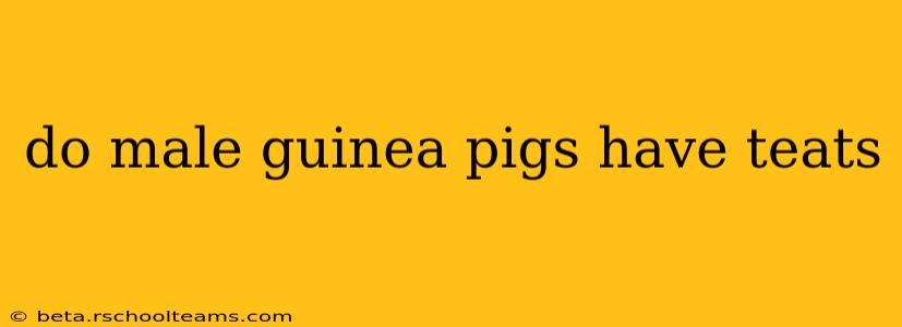 do male guinea pigs have teats