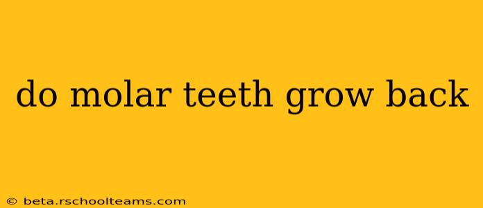 do molar teeth grow back