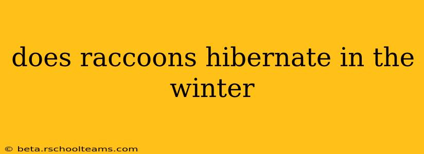 does raccoons hibernate in the winter