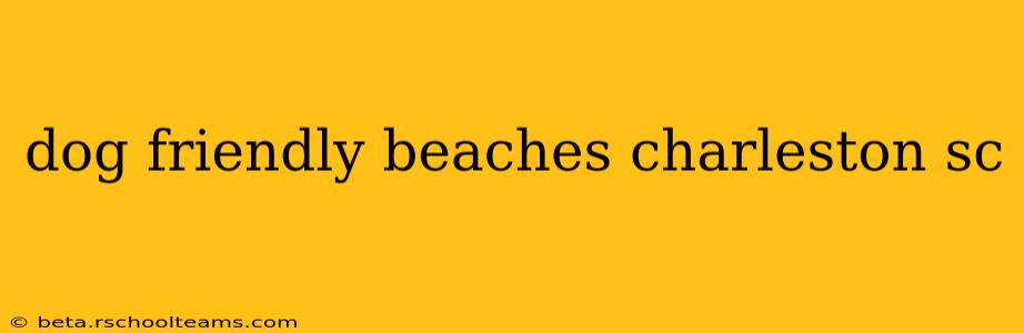 dog friendly beaches charleston sc