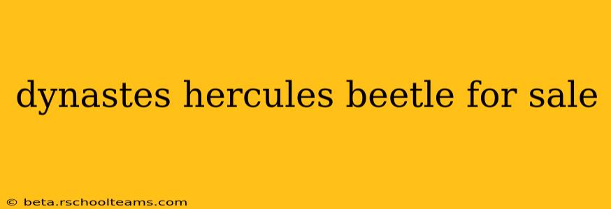 dynastes hercules beetle for sale