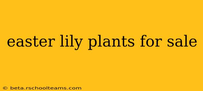 easter lily plants for sale