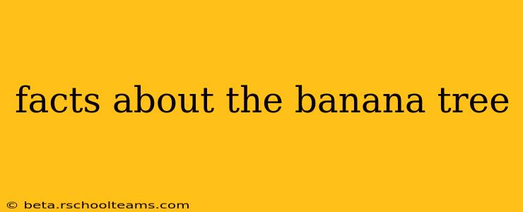 facts about the banana tree