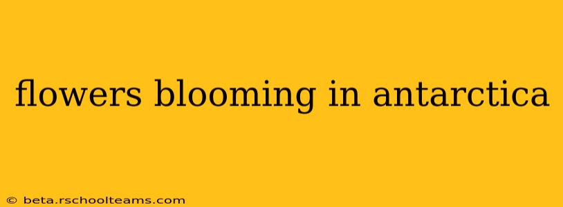 flowers blooming in antarctica