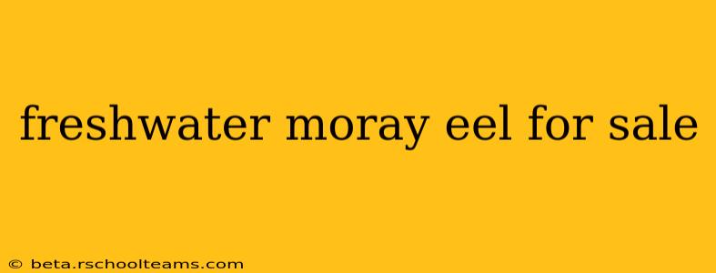 freshwater moray eel for sale
