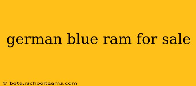 german blue ram for sale