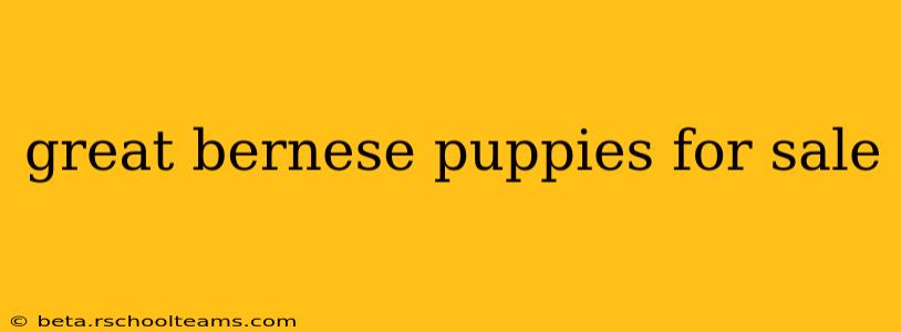 great bernese puppies for sale