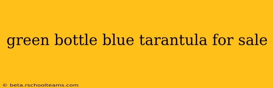 green bottle blue tarantula for sale