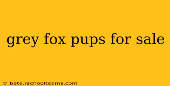 grey fox pups for sale
