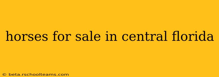 horses for sale in central florida