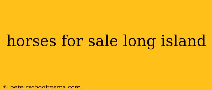 horses for sale long island