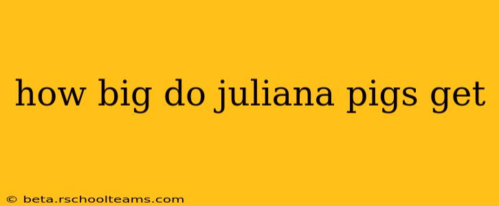 how big do juliana pigs get
