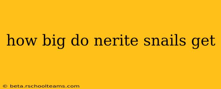 how big do nerite snails get
