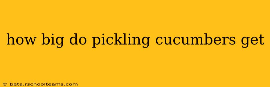 how big do pickling cucumbers get