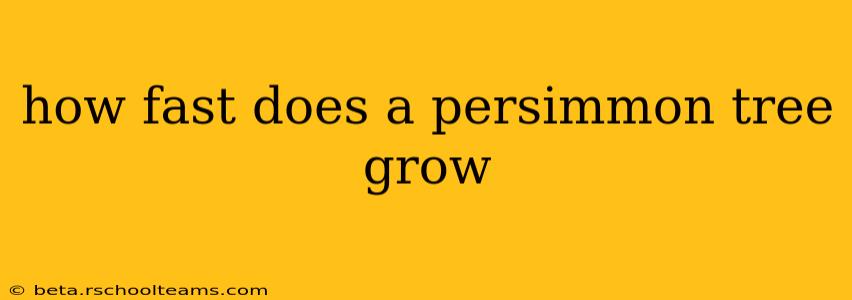 how fast does a persimmon tree grow