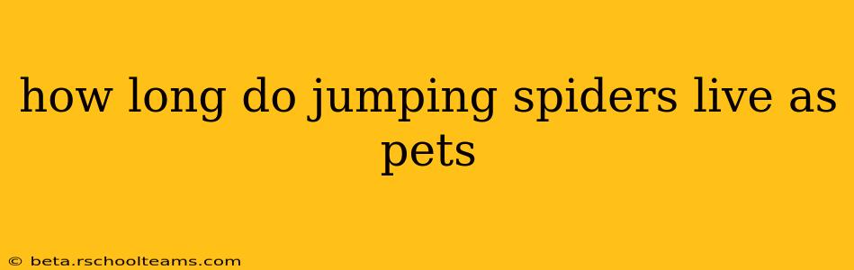 how long do jumping spiders live as pets