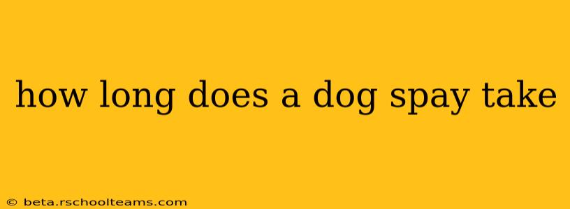 how long does a dog spay take