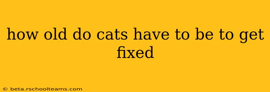 how old do cats have to be to get fixed